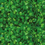 Green Leaves