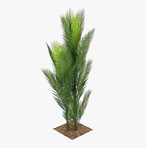 Areca Palm