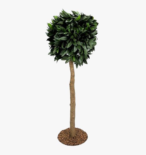 Bay Laurel Tree