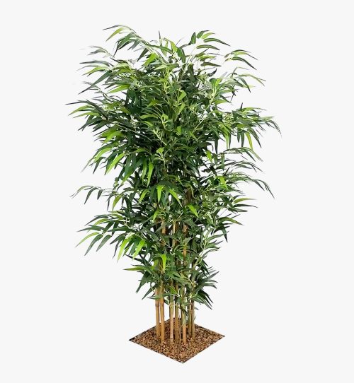 Bushy Bamboo