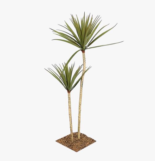 Dragon Tree
