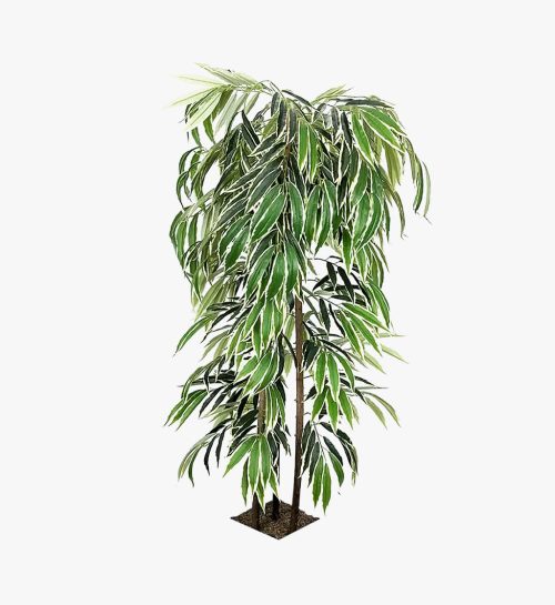 Variegate Ficus Alii Tree
