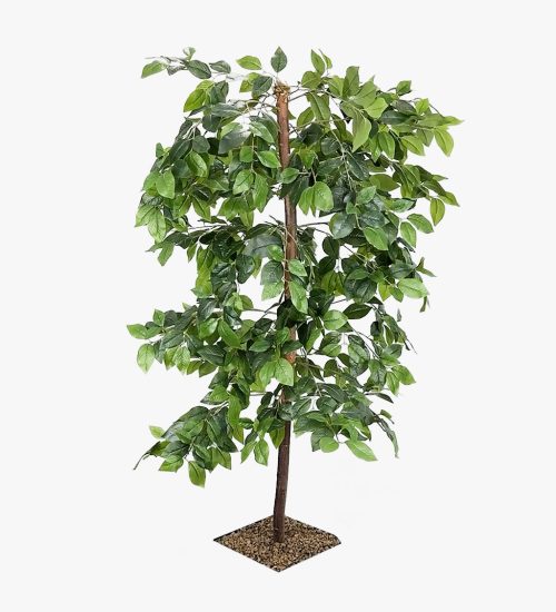 Ficus Tree