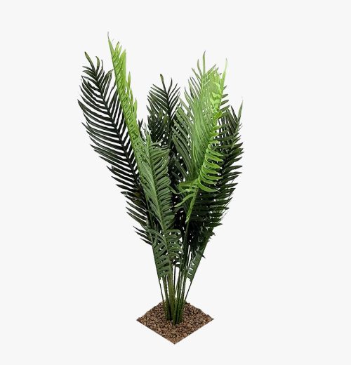 Parlour Palm