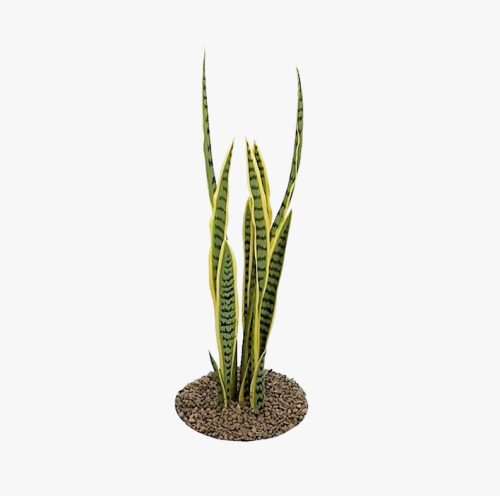 Sansevieria (Mother-in-Law’s Tongue)