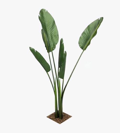 Travellers Palm