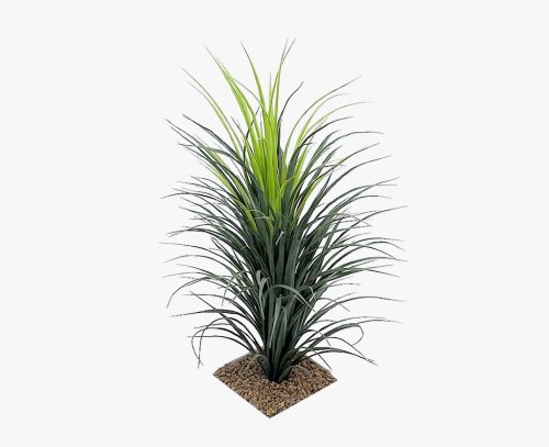Yucca Grass
