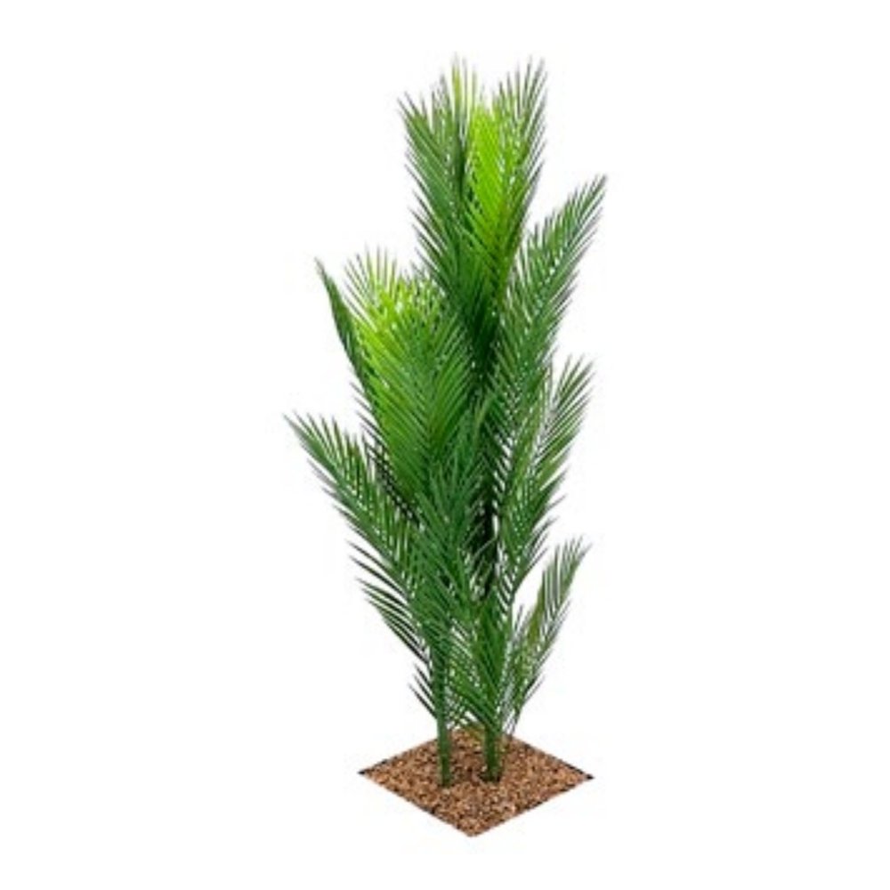 Areca Palm