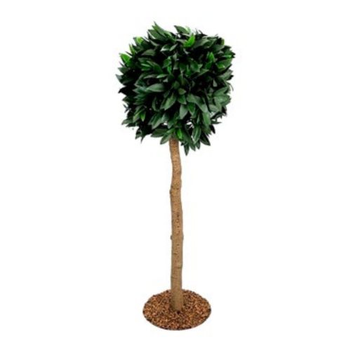 Bay Laurel Tree