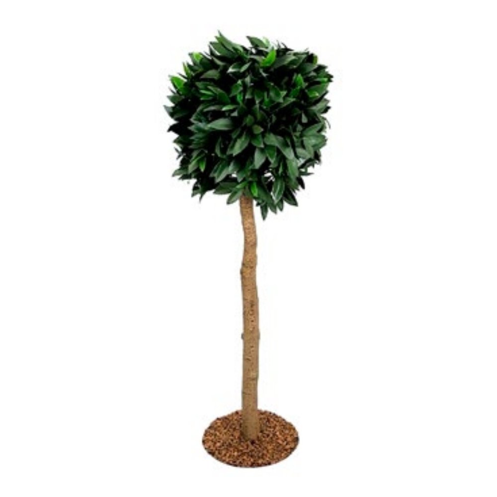 Bay Laurel Tree