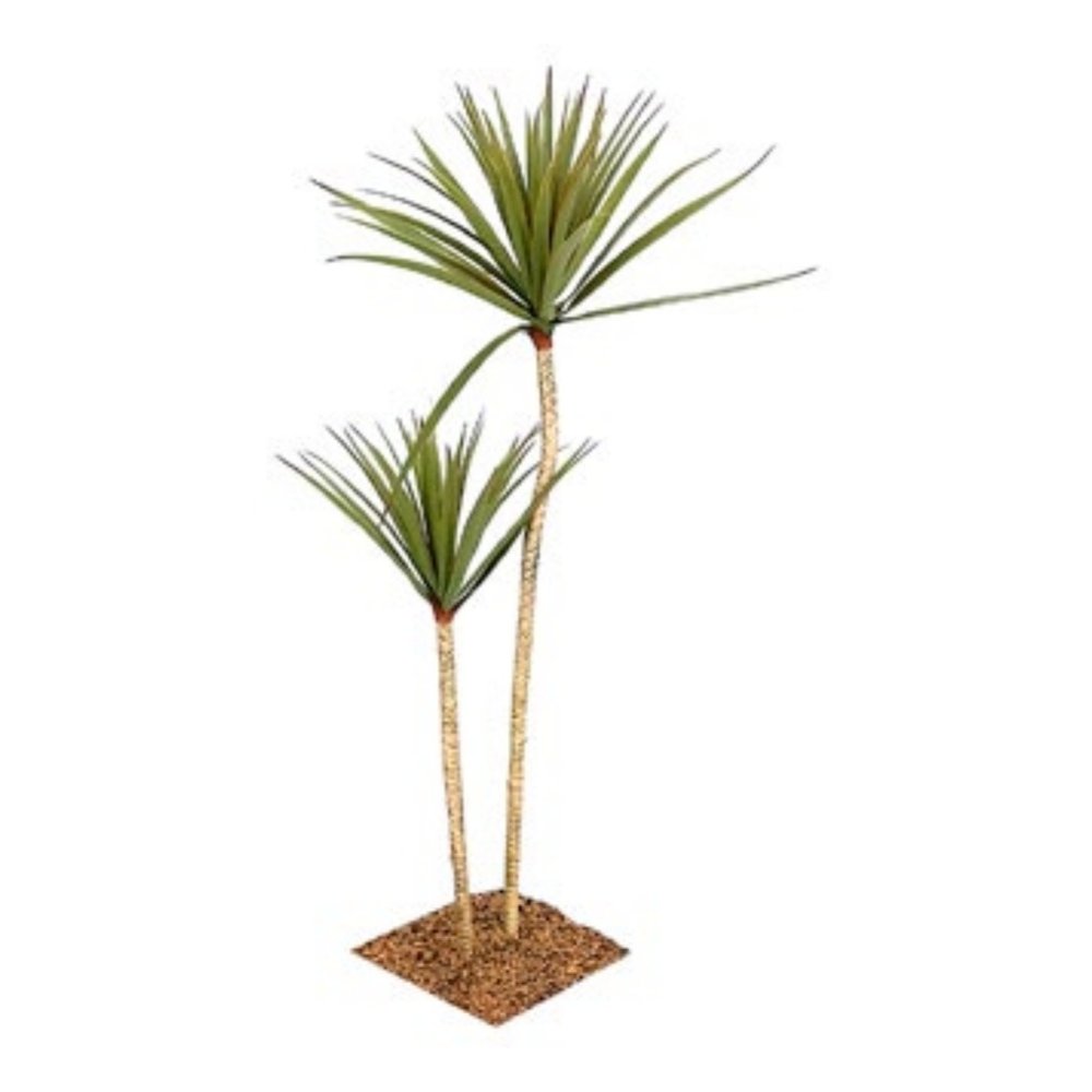Dragon Tree