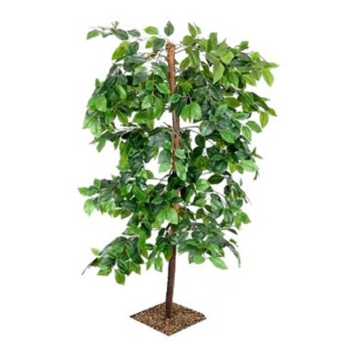 Ficus Tree