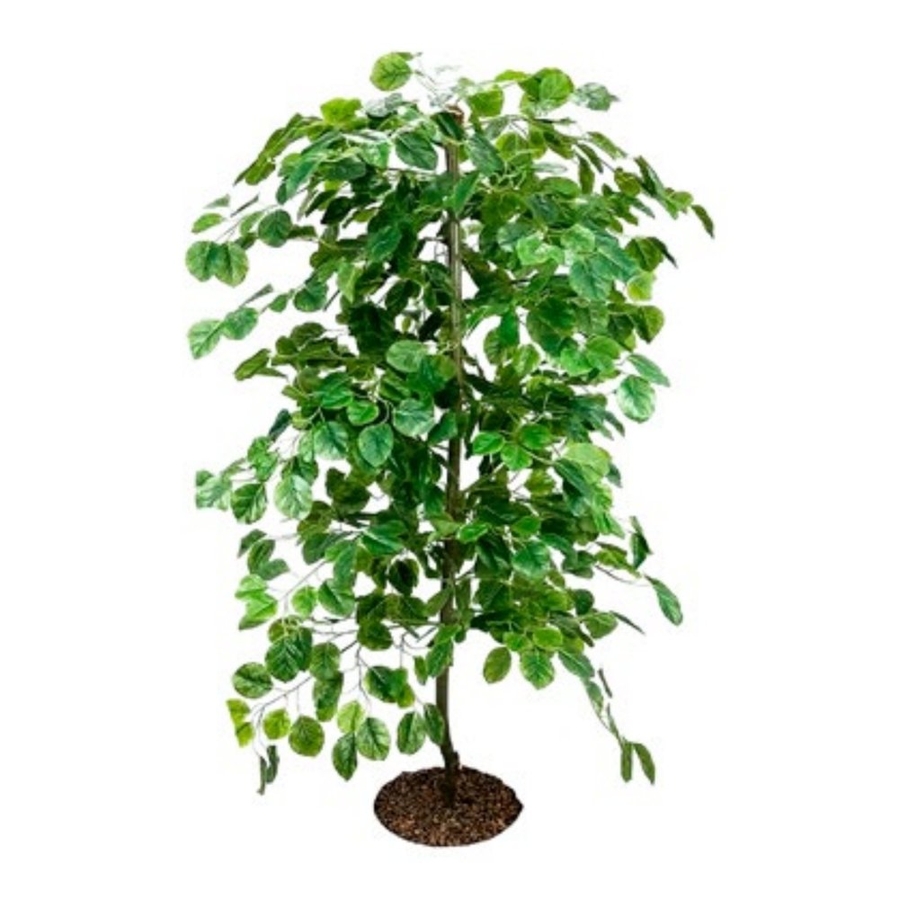 Beech Tree