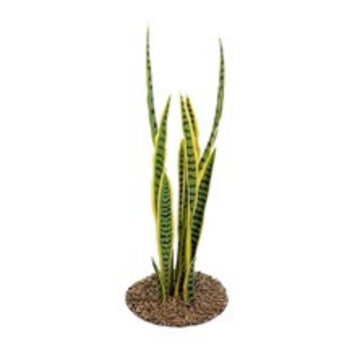 Sansevieria (Mother-in-Law’s Tongue)