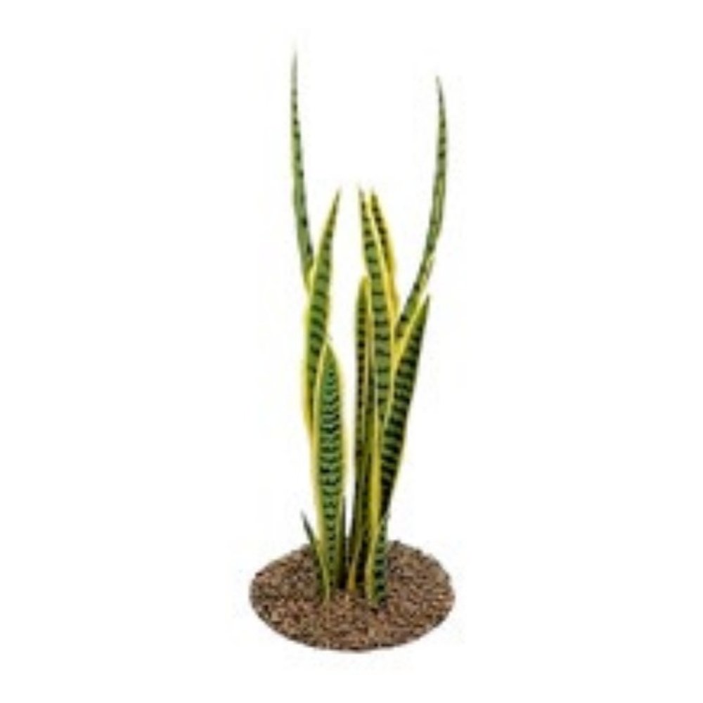 Sansevieria (Mother-in-Law’s Tongue)