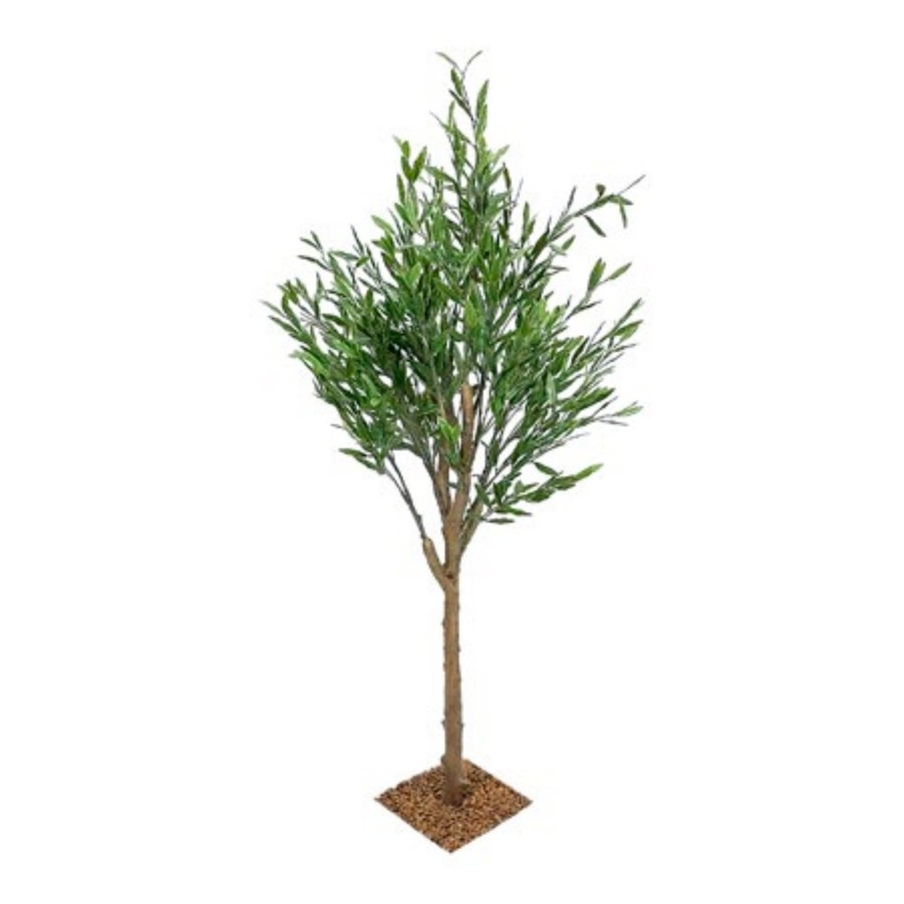 Olive Tree