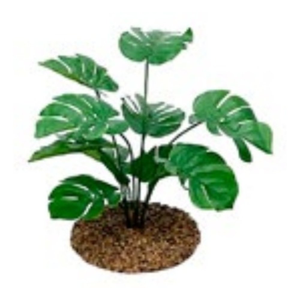 Philodendron