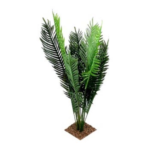 Parlour Palm