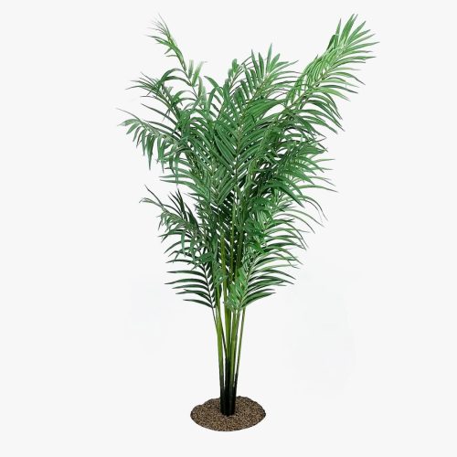 Oasis Palm Tree