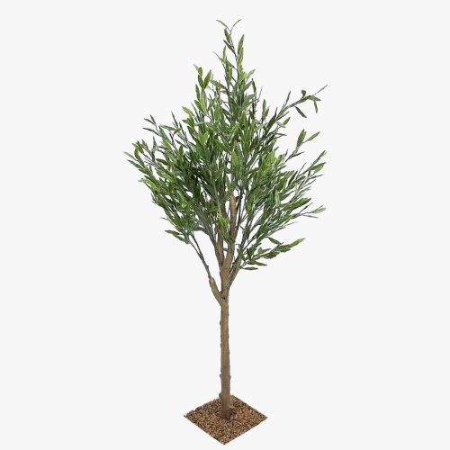 Olive Tree