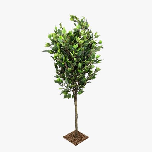 Ficus Tree (UV Protected)