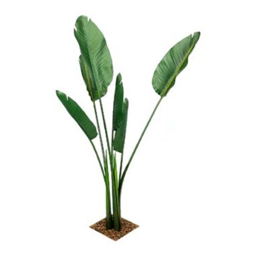 Travellers Palm