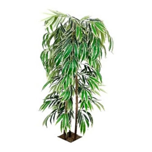 Variegate Ficus Alii Tree