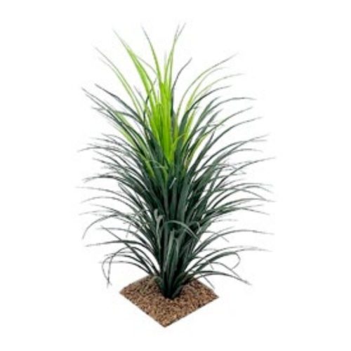 Yucca Grass