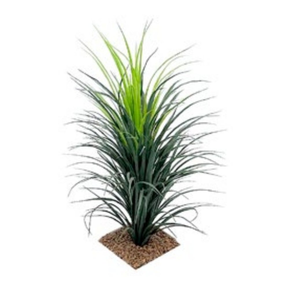 Yucca Grass